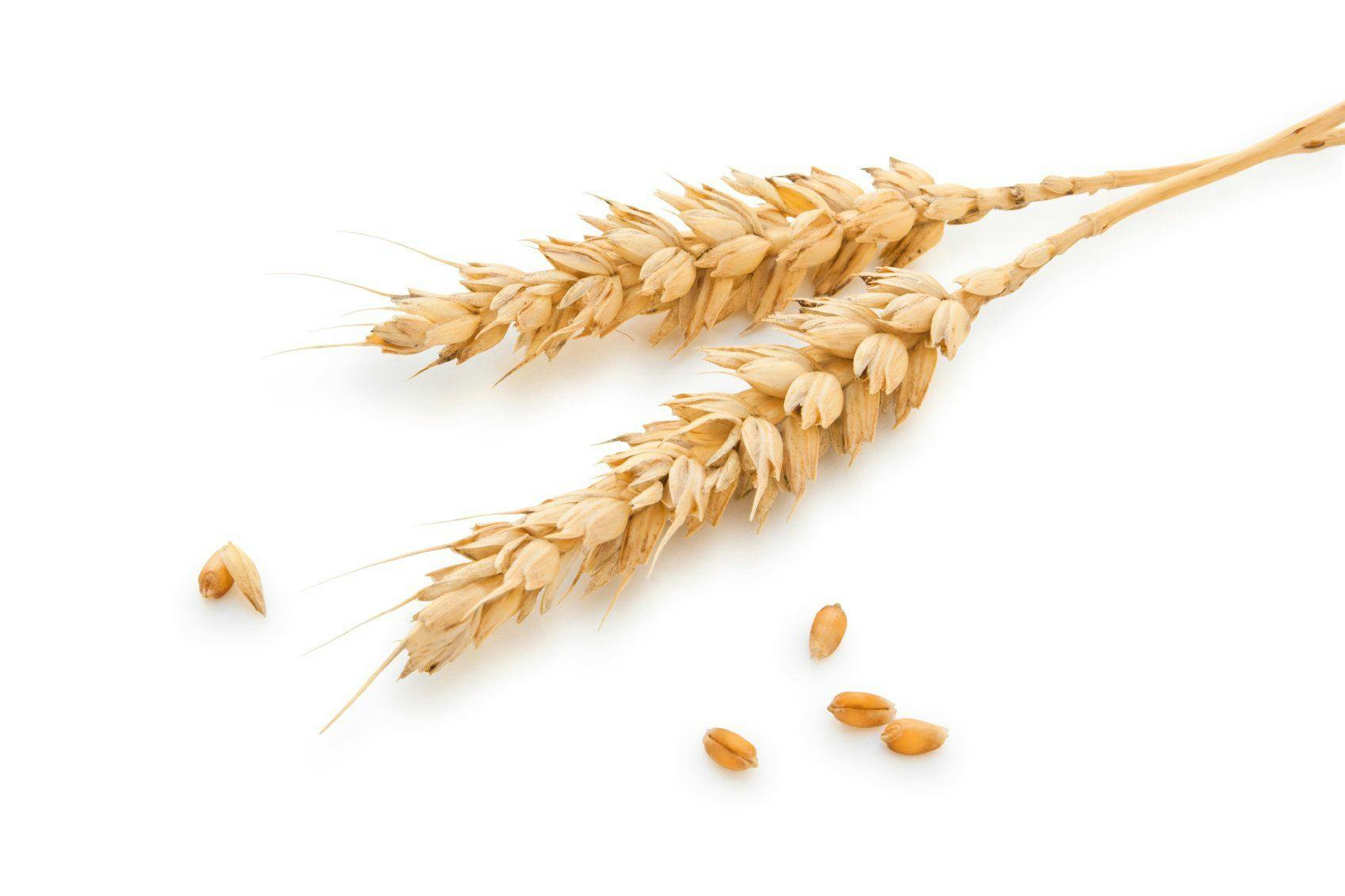 Glanbia Adds Wheat Protein to Plant Protein Line