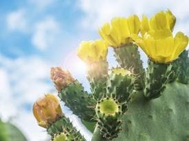 Are Prickly Pear Flowers Nutritious?