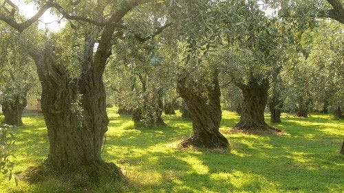 Long Live Olive Trees