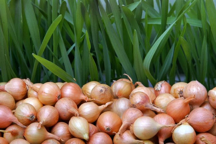 Onions and weather