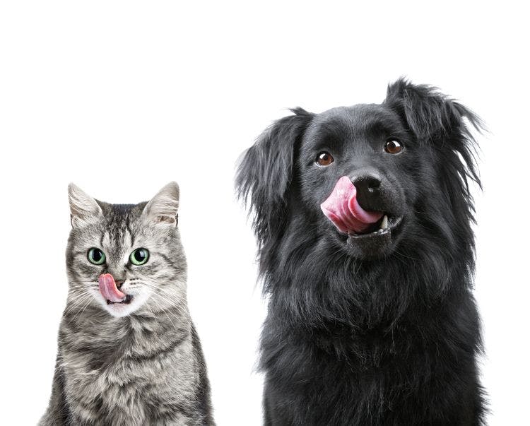 Peas for pets: Ingredion launches new ingredients for pet food