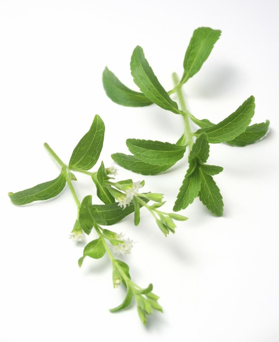 Stevia Nutrients Could Play Into Future Market