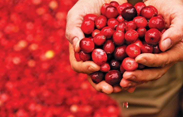 Ocean Spray partners with Canomiks to test and certify biological efficacy of cranberry