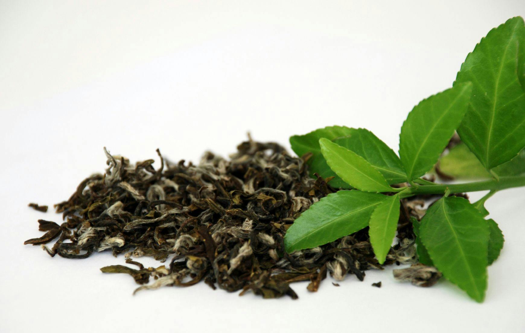 Green Tea Compound May Block Breast Cancer Pathway