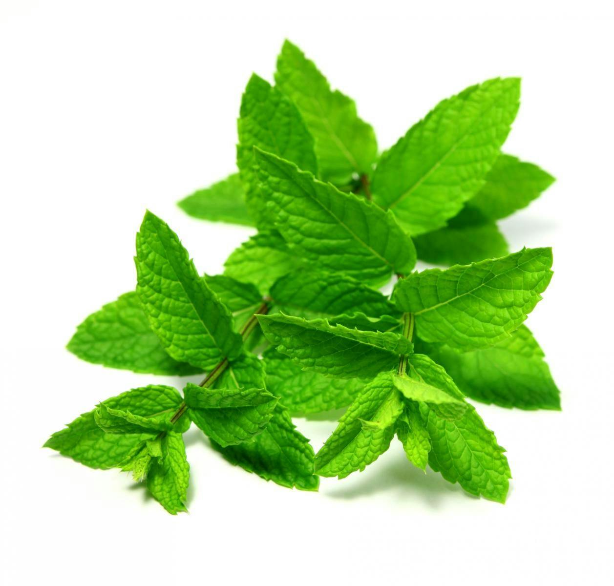Spearmint Extract Improves Cognitive Performance?