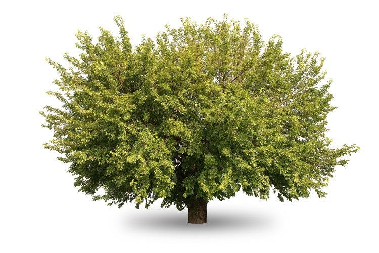 Gender-fluid tree