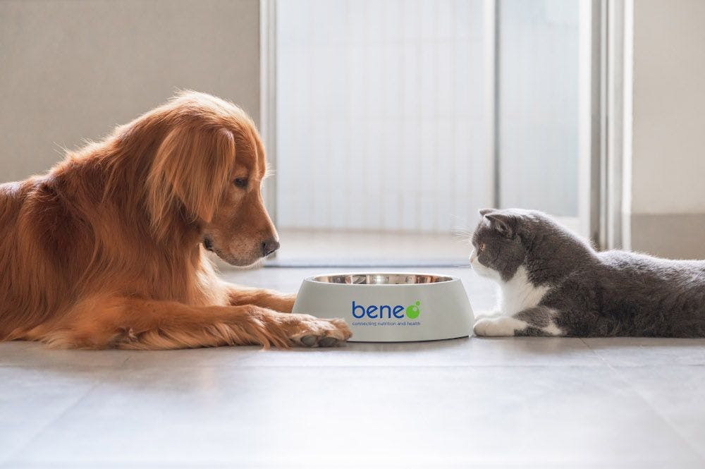 Beneo highlights plant protein ingredients for pet food