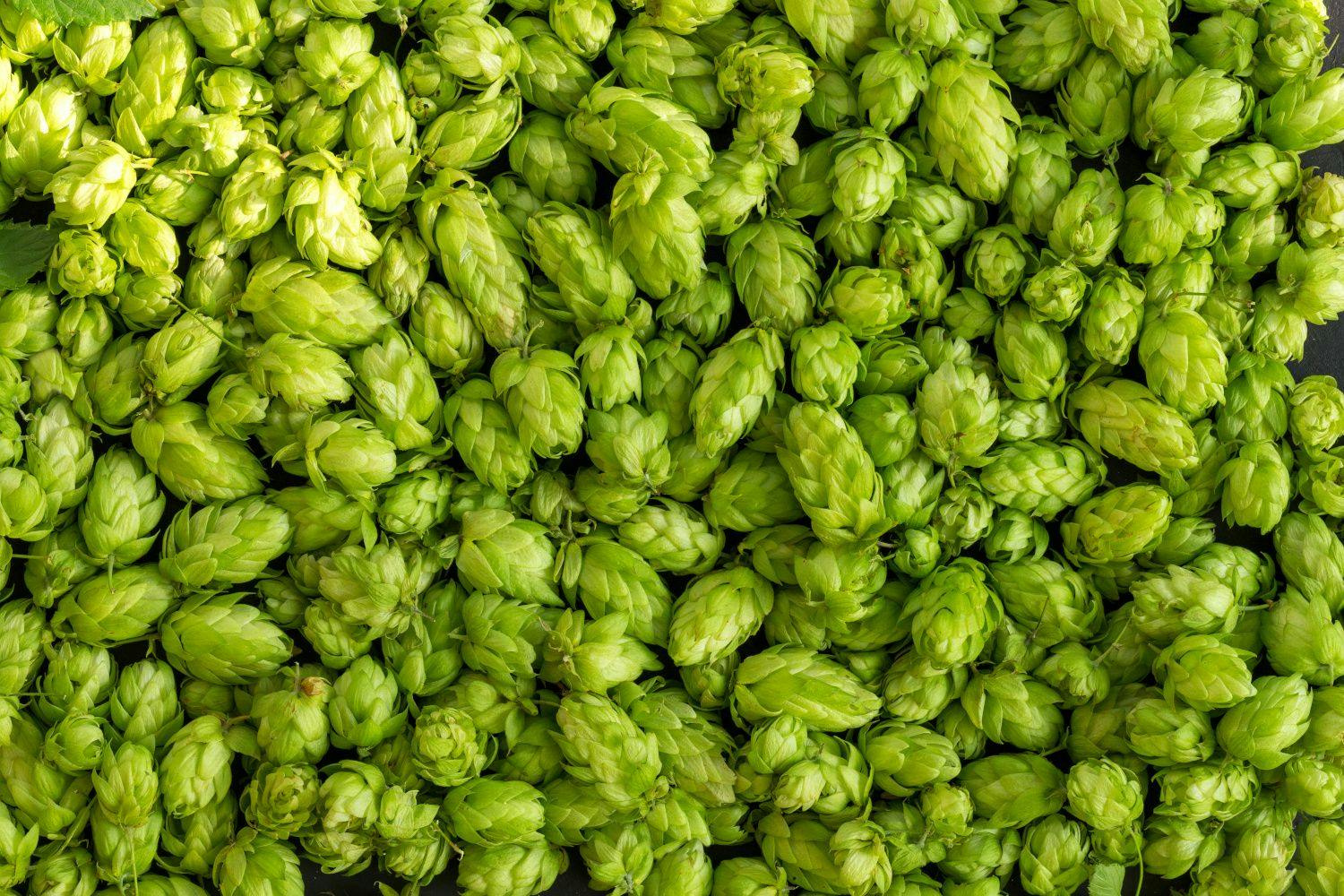 Compounds derived from hops may help reduce the risk of non-alcoholic fatty liver disease 