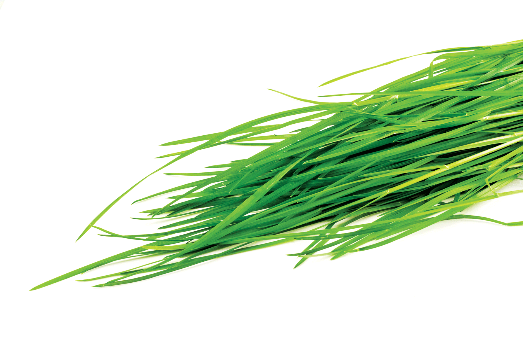 Ingredient Spotlight: Wheatgrass