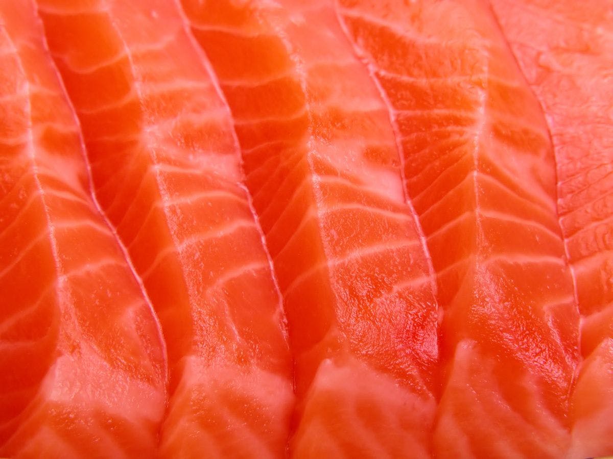 salmon meat up close