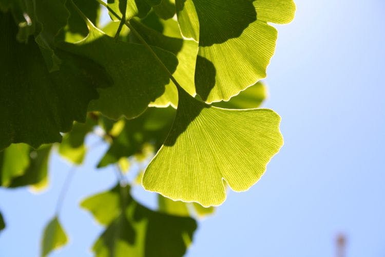 Ginkgo’s history in China