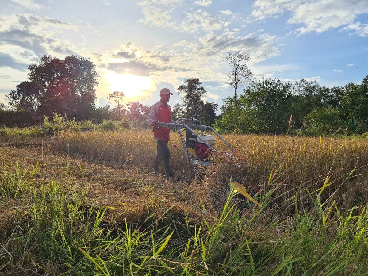 Laos farmer harvesting rice. Image courtesy of Beneo.