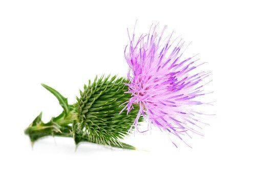 Milk Thistle Extract Helps Inhibit Inflammation in Immune Cells?