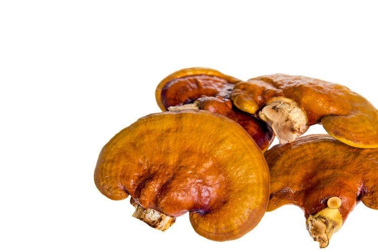 Medicinal mushrooms are skyrocketing: poria, reishi, chaga, wood ear, lion’s mane, and more