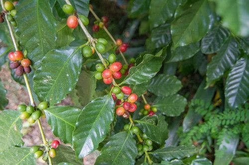 Sustainable CoffeeFruit Pure Antioxidant Ingredient Offers Healthy-Aging Benefits