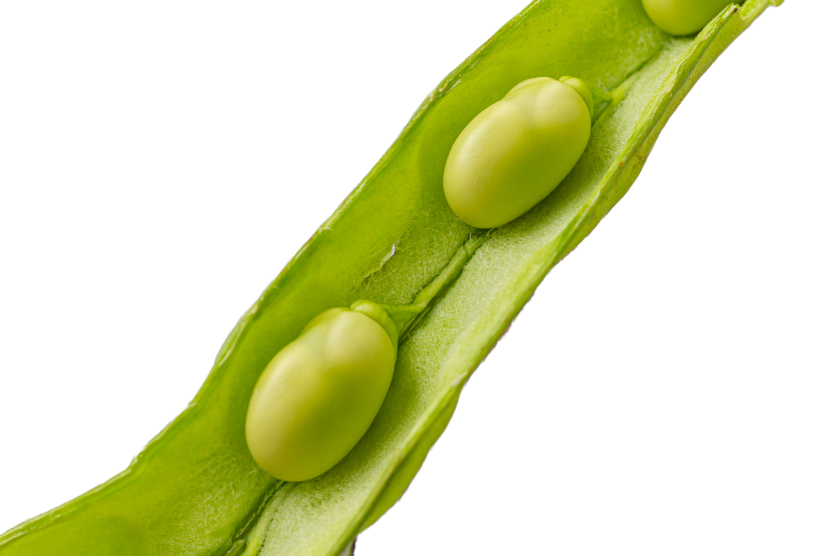 close up of lima bean