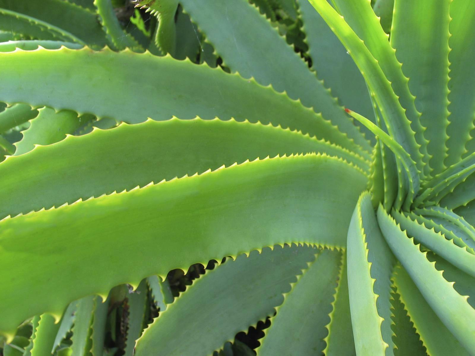 Is This the Oral Health Study That Aloe Vera Needed?