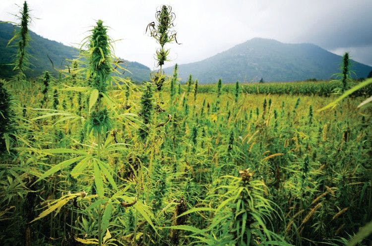 hemp field with mountains in the background
