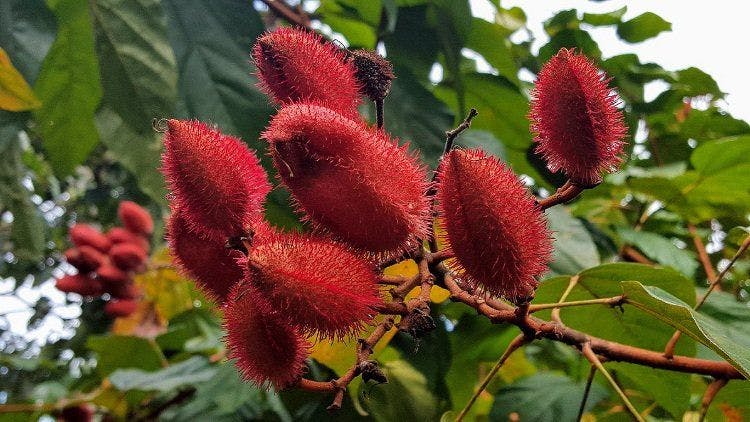 Frutarom has received organic certification for its annatto color