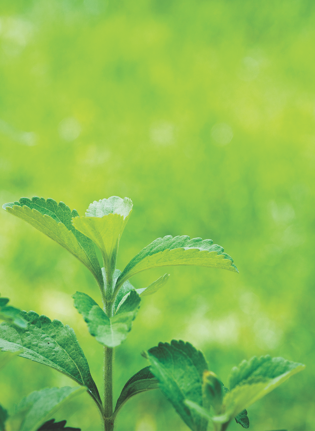 Stevia and Monk Fruit: What Makes a Natural Sweetener Natural?