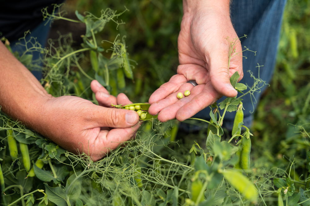 close up of farmer's hands holding peas in the field