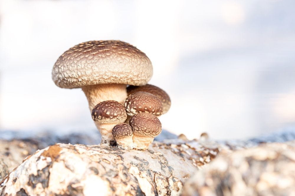 Mushroom-protein brand Meati Foods partners with AI firm to explore health benefits of mushroom root products