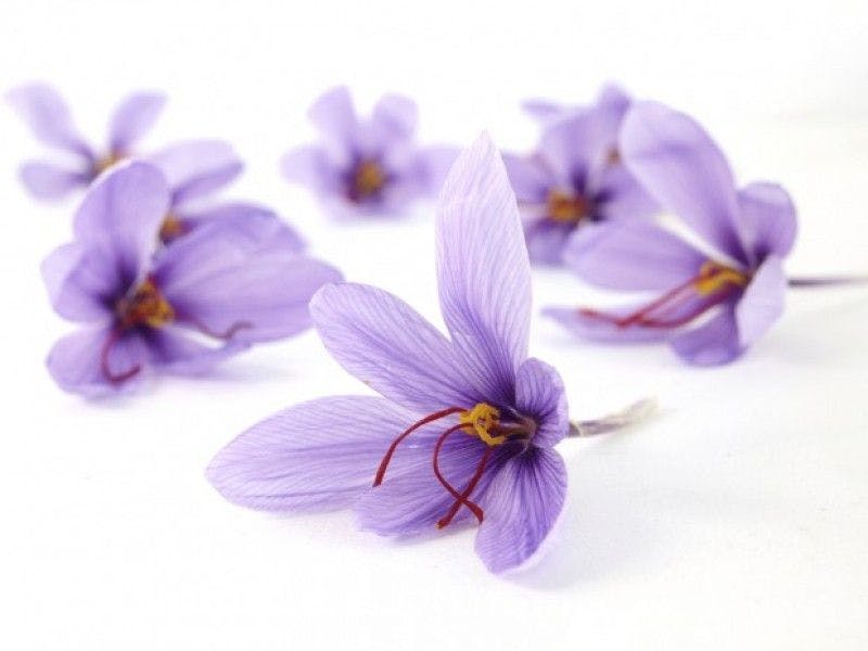 Saffron Extract Improves Depression and Anxiety in Teenagers, in New Study 