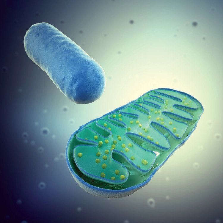 Mitochondrial support: Ingredients to fuel your engine
