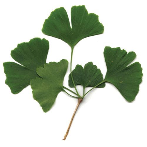  New Bulletin from Botanical Adulterants Prevention Program Investigates Ginkgo Extract Adulteration