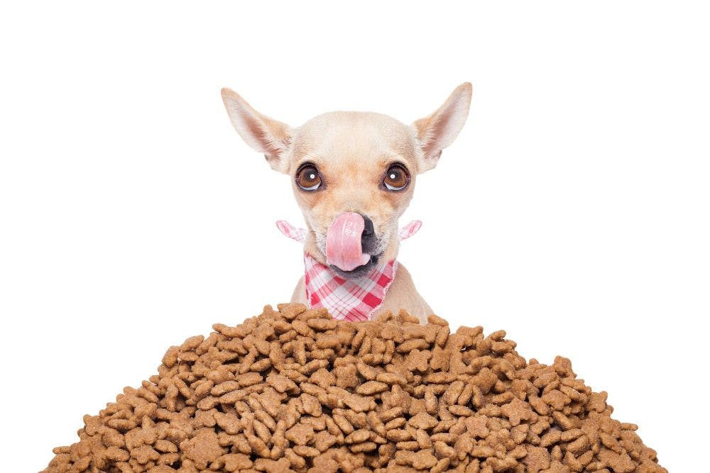 Pet nutrition products are healthier, more functional, and cleaner than ever