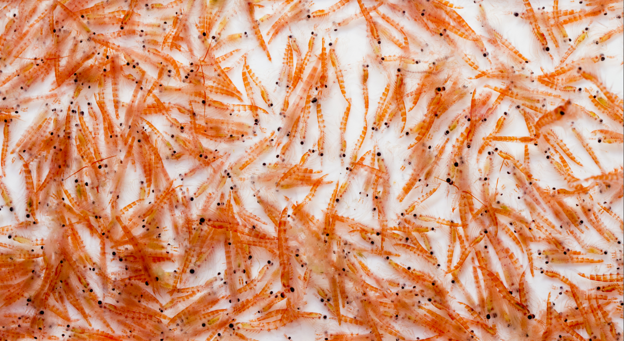 Why Krill Oil Is More Stable than Fish Oil