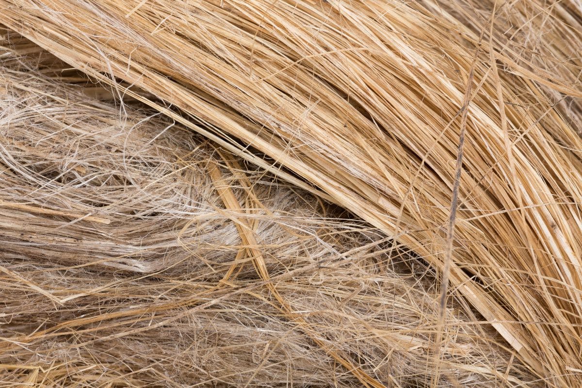 Raw flax fiber. Photo © AdobeStock.com/Anatol