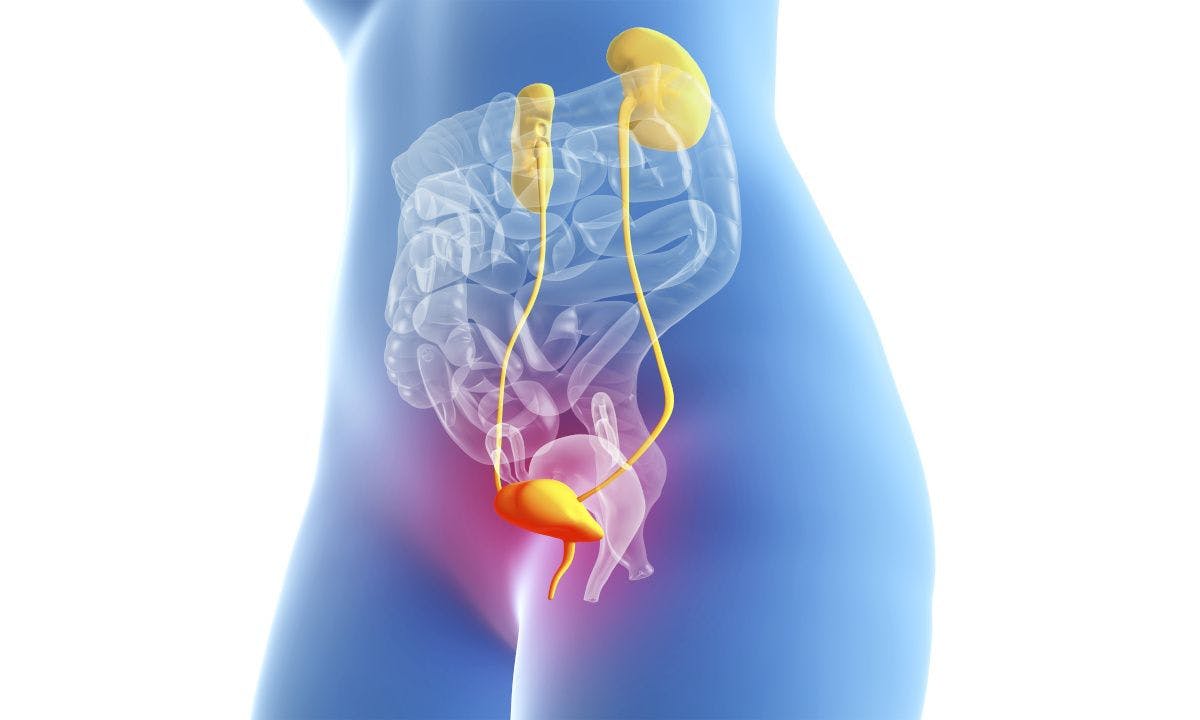 illustration of bladder in the body