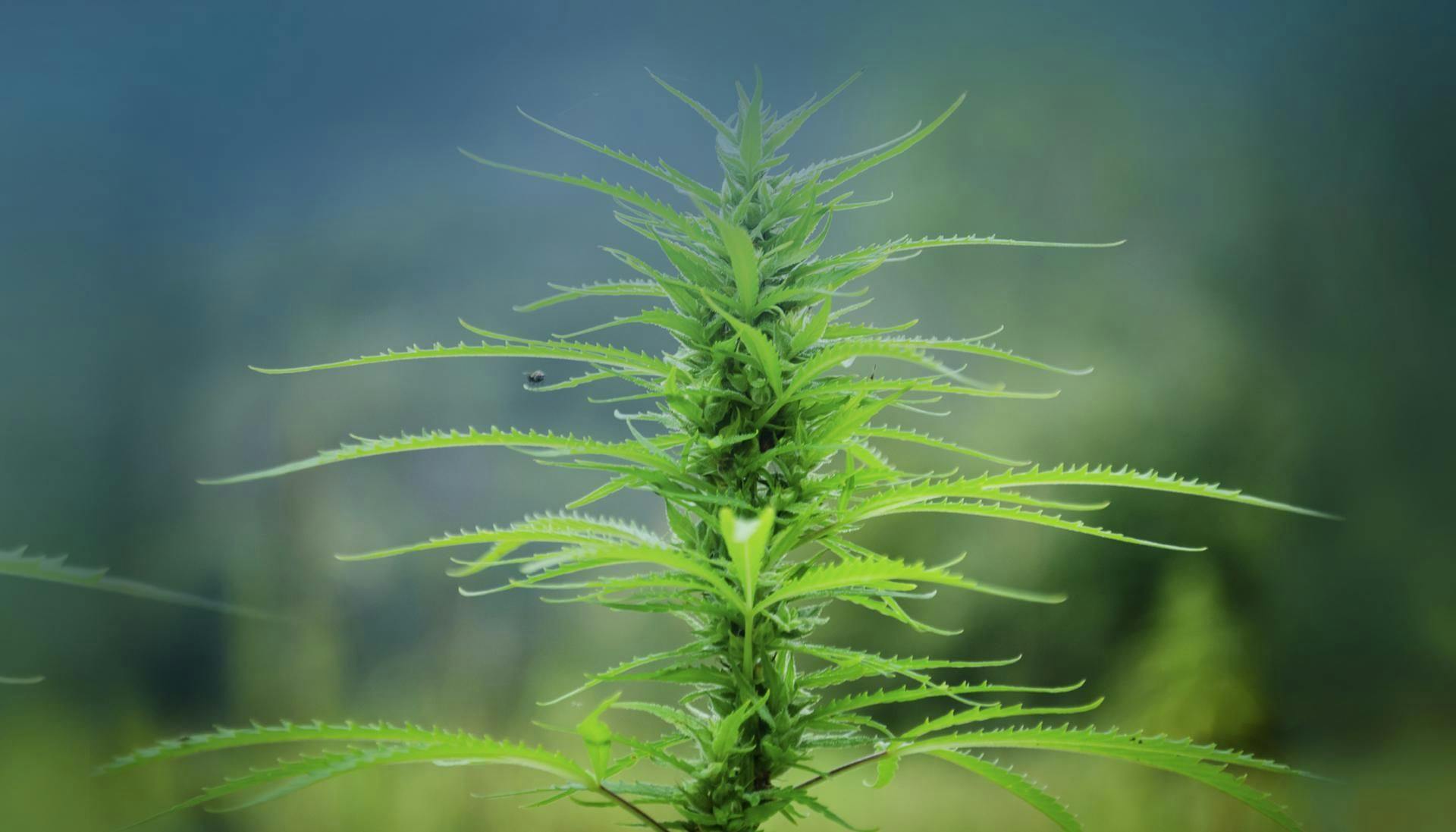 Lawmakers Move to Legalize U.S. Industrial Hemp Industry