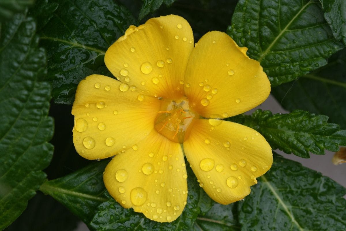 Damiana flower on plant with raindrops on flower