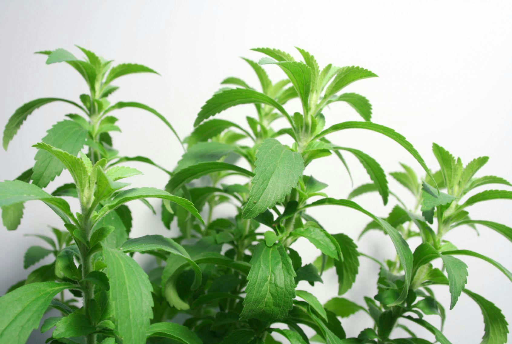 Stevia Approved in Europe