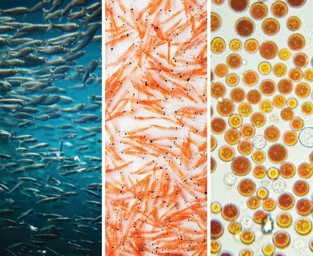 2016 Omega-3 Market Update: Fish Oil, Krill Oil, Astaxanthin, and More
