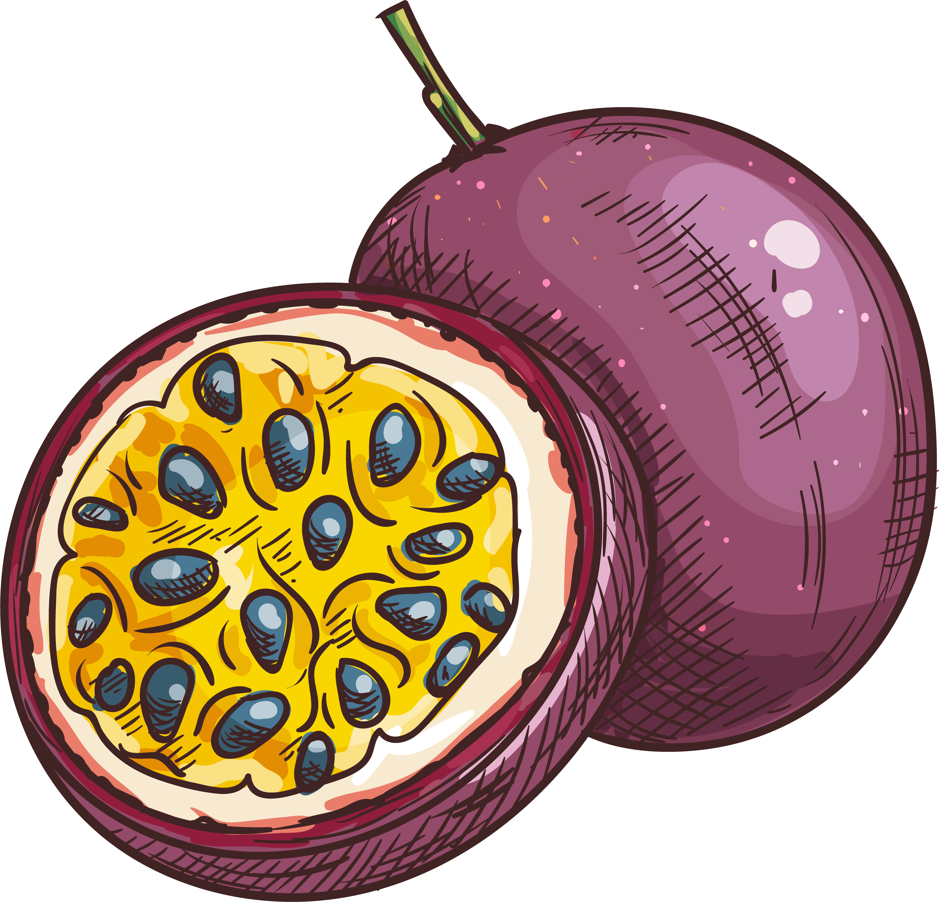 passion fruit illustration