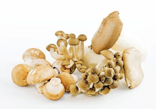 8 Drivers of the Mushroom Ingredient Market