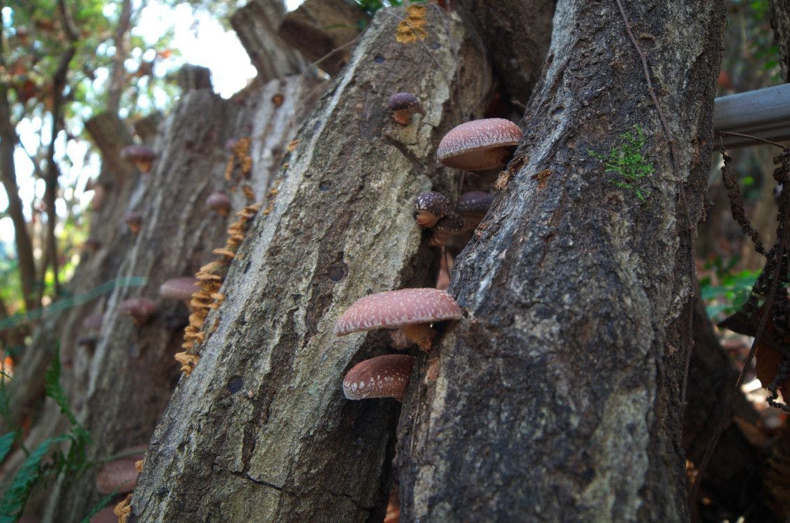 shiitake mushrooms growing on log