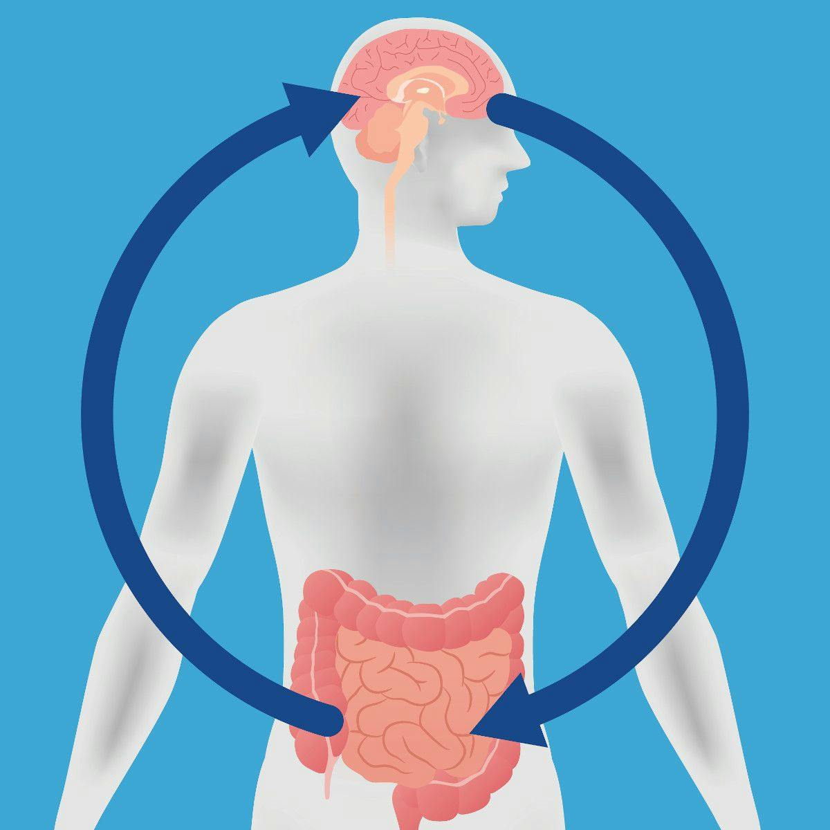 illustration of the gut brain connection
