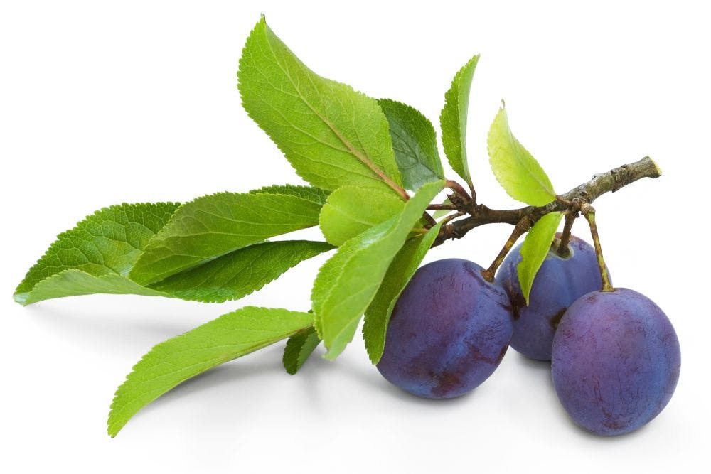 three plums on branch on white background
