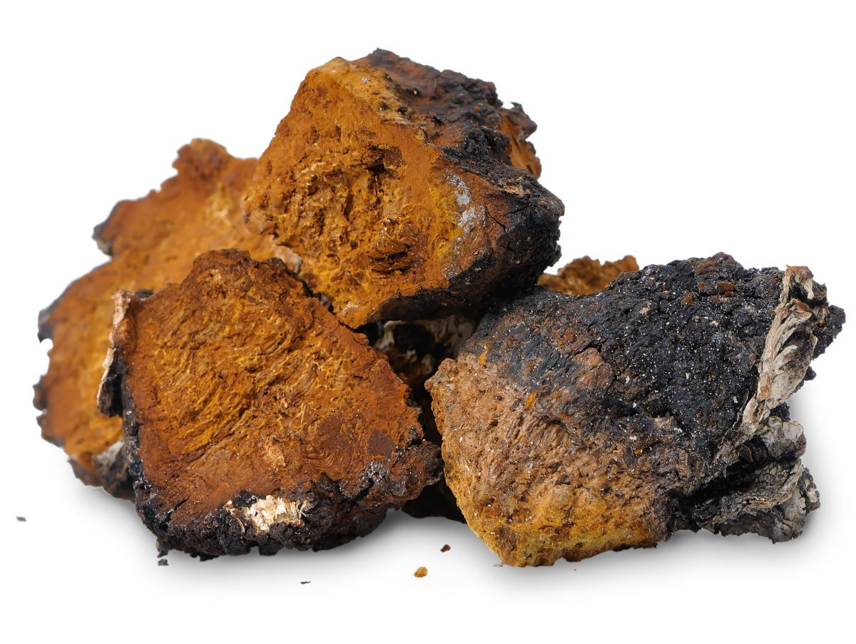 Sibelius Natural Products launches chaga extract