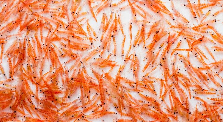 Rimfrost secures second krill-harvesting license in Antarctica