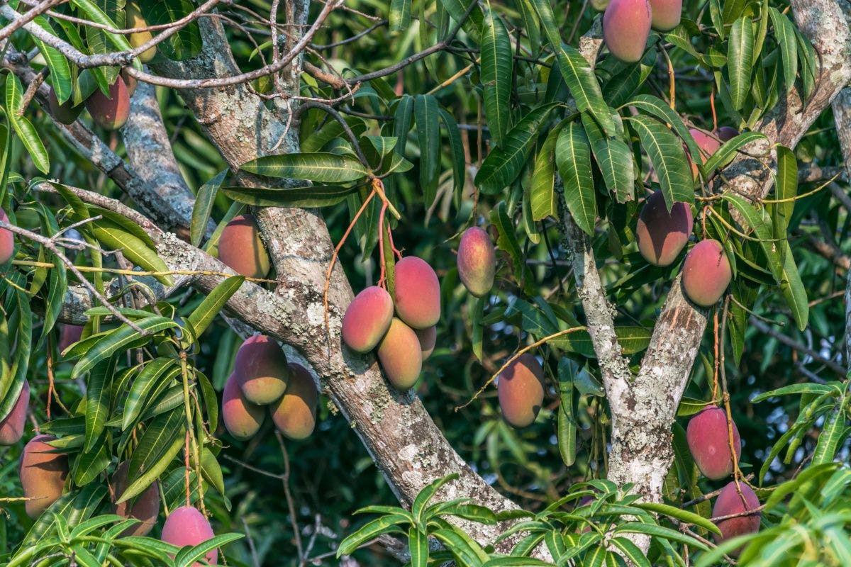 The twigs and leaves of mango trees can be used to clean teeth