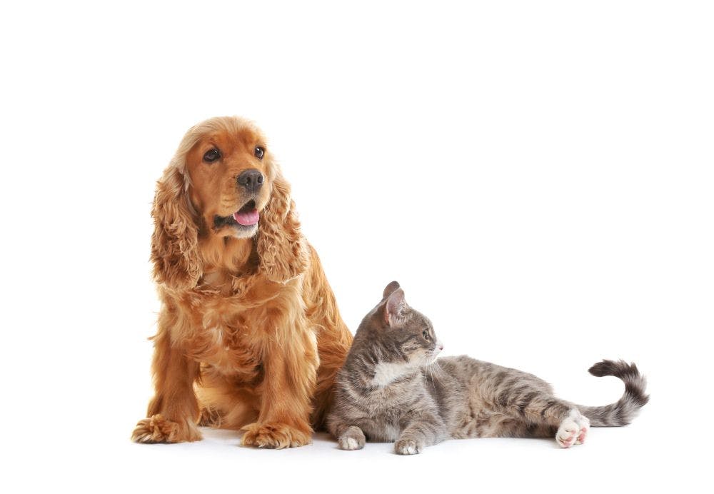 Cannabinoids and Pets: Promise or Problem?