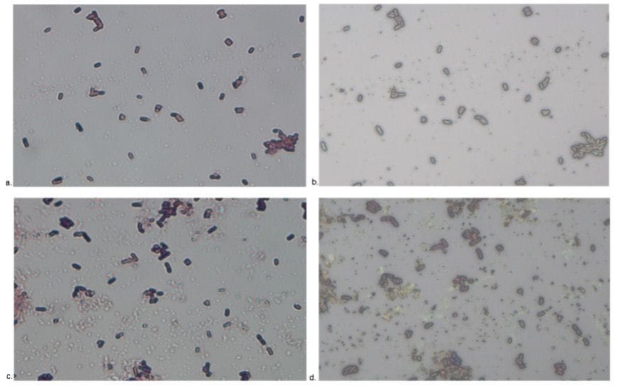 Figure 2. Light microscope view of probiotics before (a and b) and after (c and d) digestion. All pictures are at 100x of magnitude. Cells with Gram staining are displayed in pictures a and c, while pictures b and d show the same slide portion observed with direct light.
