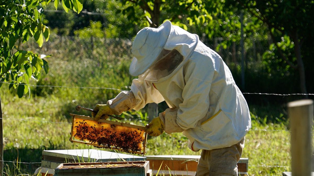 beekeeper at work