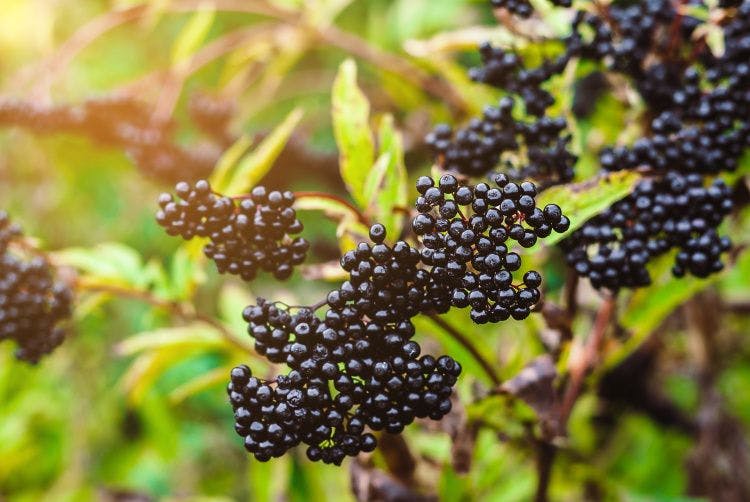 black elderberry bush close up on berries