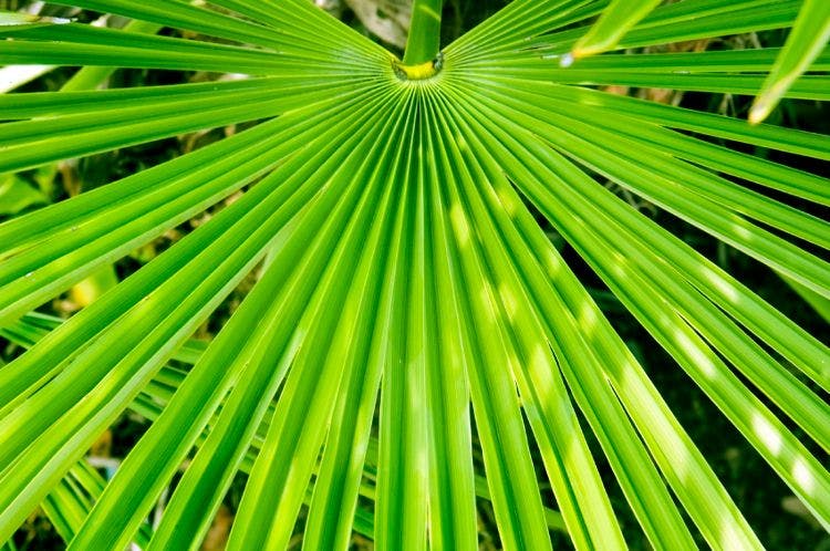 saw palmetto plant